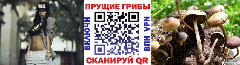 Псилоцибиновые грибы Cubensis  Краснослободск 